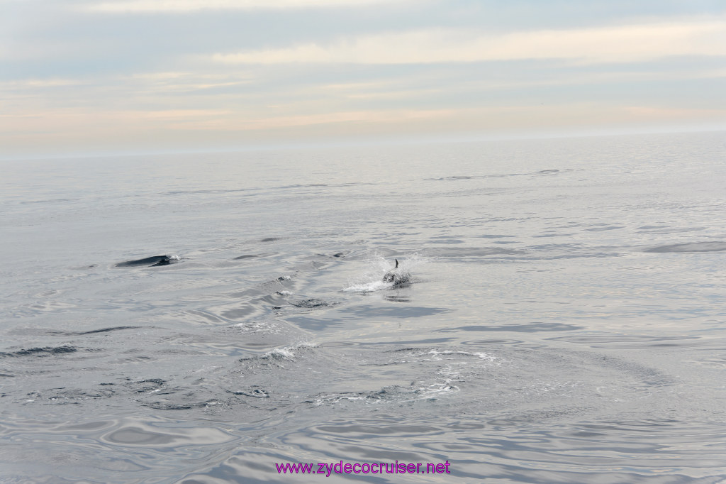 088: Carnival Inspiration, Catalina Island, Coastal Wild Dolphin Adventure, 