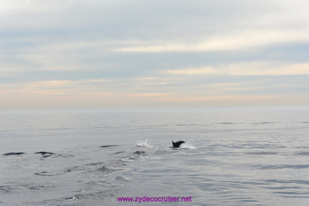 089: Carnival Inspiration, Catalina Island, Coastal Wild Dolphin Adventure, 