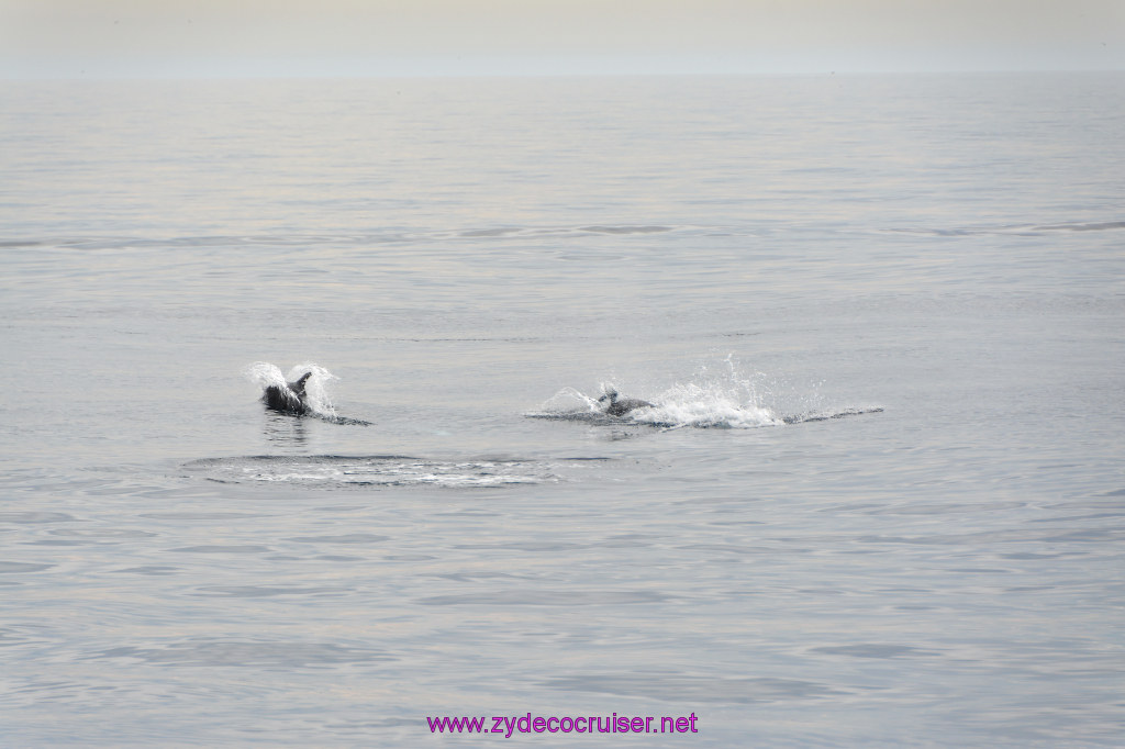 090: Carnival Inspiration, Catalina Island, Coastal Wild Dolphin Adventure, 