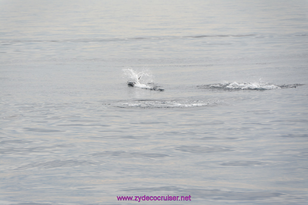 091: Carnival Inspiration, Catalina Island, Coastal Wild Dolphin Adventure, 