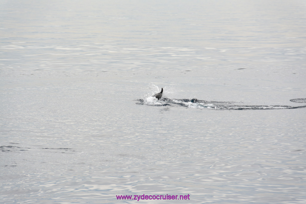 093: Carnival Inspiration, Catalina Island, Coastal Wild Dolphin Adventure, 