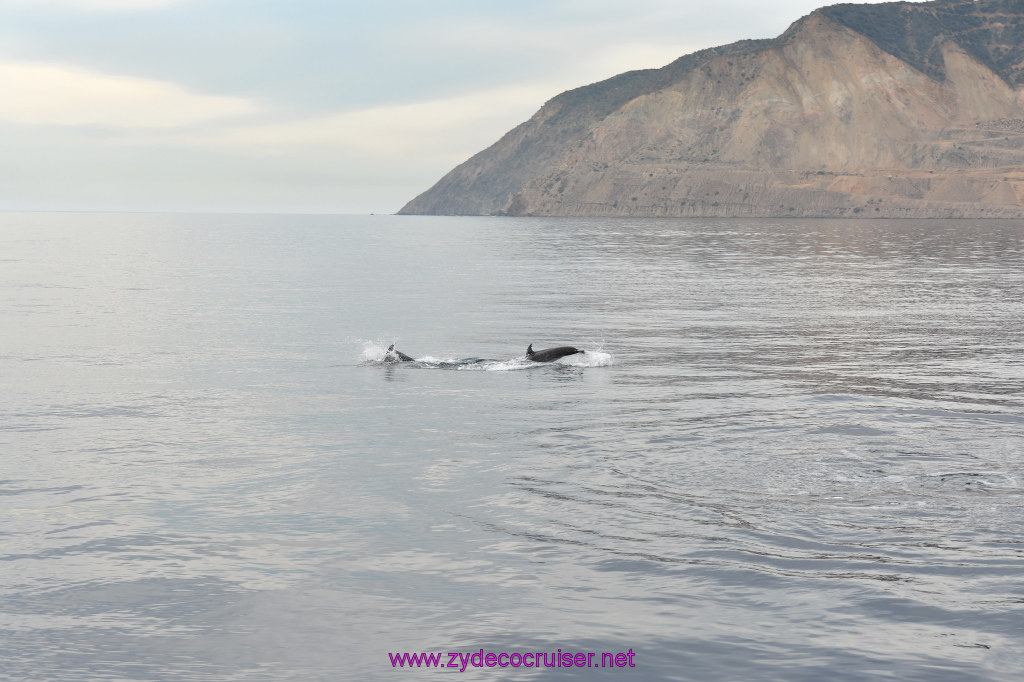 095: Carnival Inspiration, Catalina Island, Coastal Wild Dolphin Adventure, 