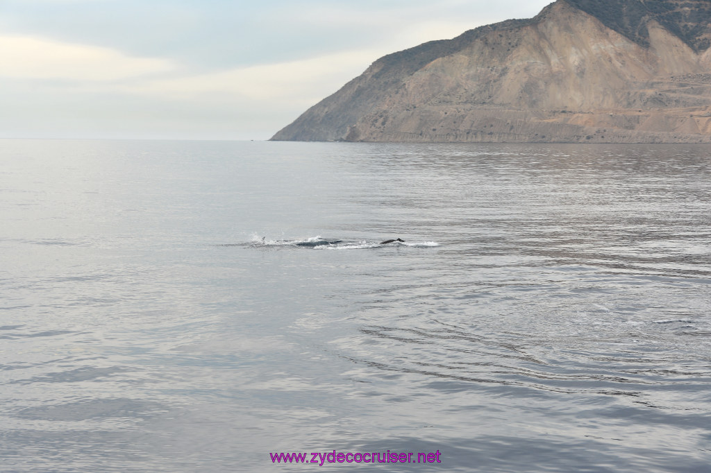 096: Carnival Inspiration, Catalina Island, Coastal Wild Dolphin Adventure, 