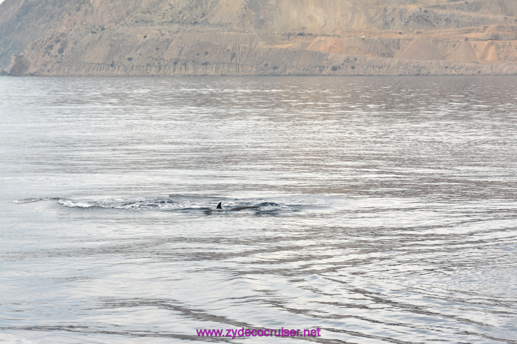 097: Carnival Inspiration, Catalina Island, Coastal Wild Dolphin Adventure, 