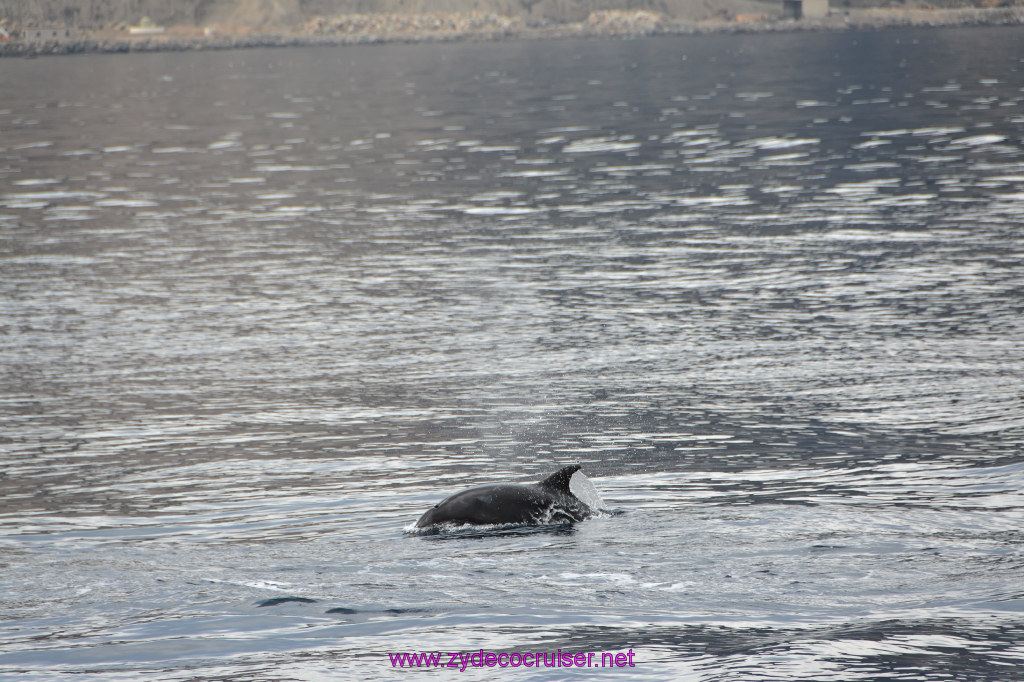 098: Carnival Inspiration, Catalina Island, Coastal Wild Dolphin Adventure, 