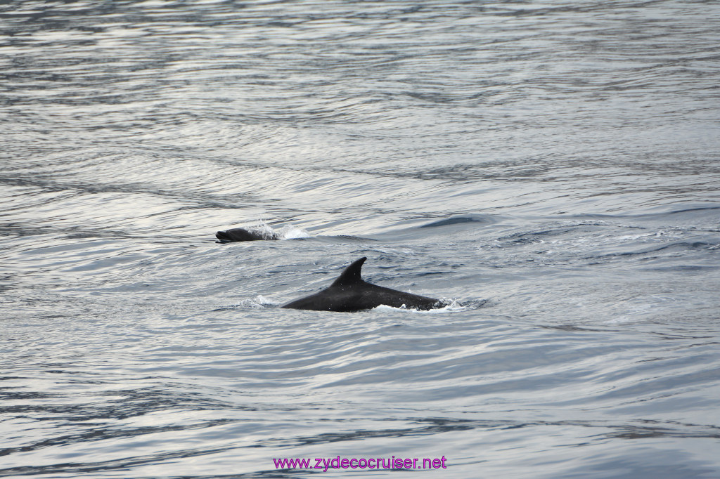 099: Carnival Inspiration, Catalina Island, Coastal Wild Dolphin Adventure, 