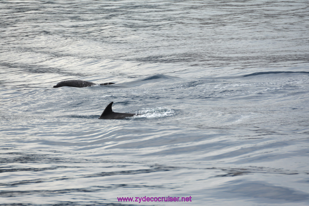 100: Carnival Inspiration, Catalina Island, Coastal Wild Dolphin Adventure, 