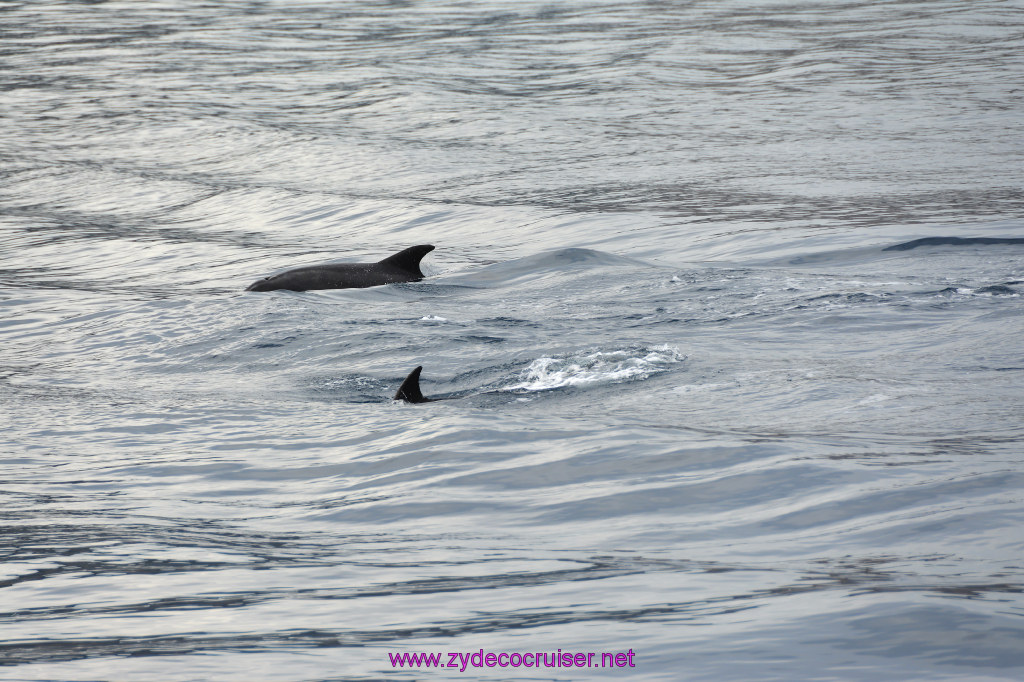 101: Carnival Inspiration, Catalina Island, Coastal Wild Dolphin Adventure, 