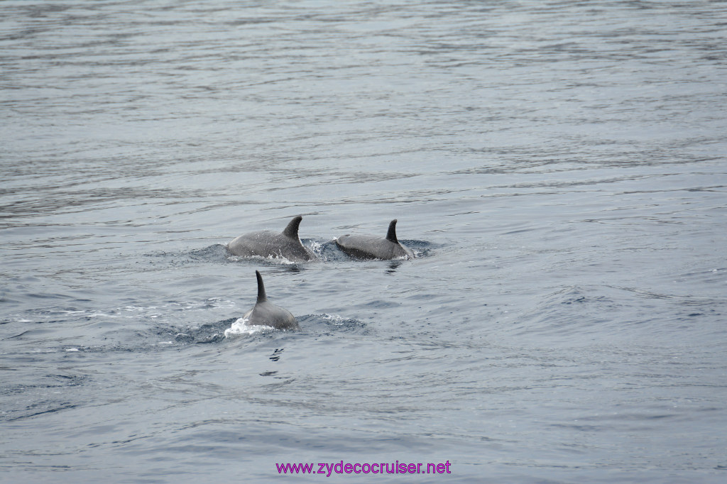 104: Carnival Inspiration, Catalina Island, Coastal Wild Dolphin Adventure, 