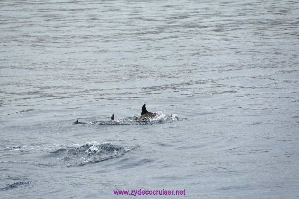 105: Carnival Inspiration, Catalina Island, Coastal Wild Dolphin Adventure, 