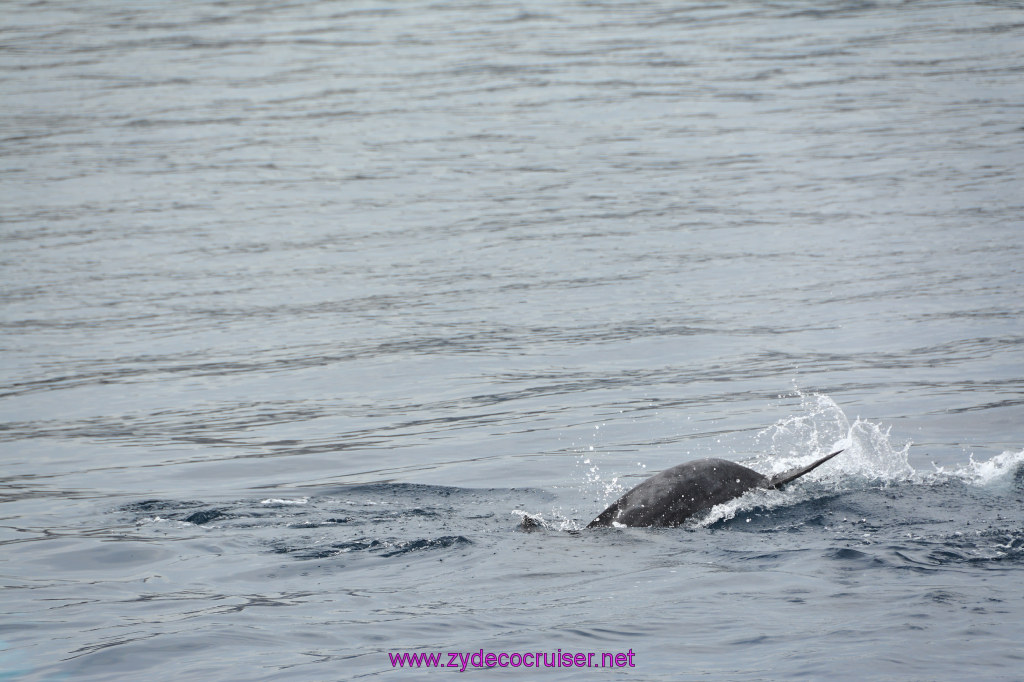 106: Carnival Inspiration, Catalina Island, Coastal Wild Dolphin Adventure, 