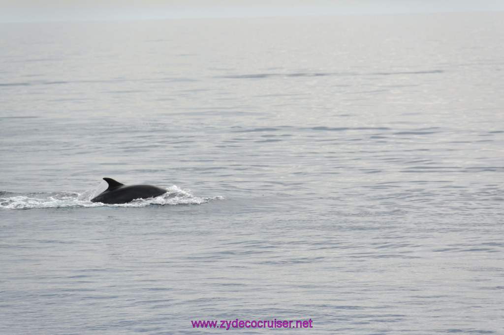 109: Carnival Inspiration, Catalina Island, Coastal Wild Dolphin Adventure, 