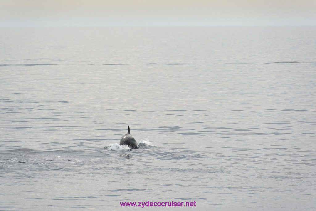 110: Carnival Inspiration, Catalina Island, Coastal Wild Dolphin Adventure, 