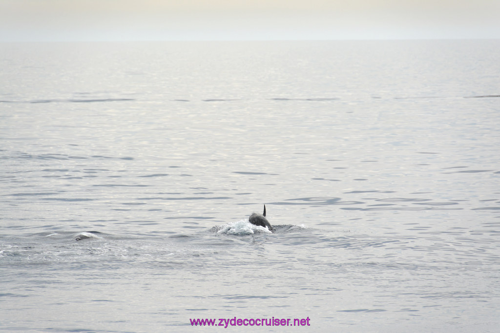 111: Carnival Inspiration, Catalina Island, Coastal Wild Dolphin Adventure, 