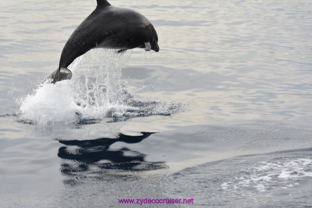 169: Carnival Inspiration, Catalina Island, Coastal Wild Dolphin Adventure, 