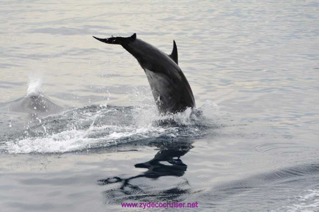 170: Carnival Inspiration, Catalina Island, Coastal Wild Dolphin Adventure, 