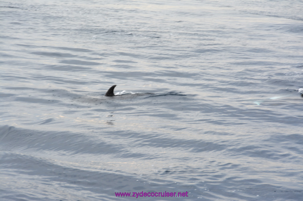 173: Carnival Inspiration, Catalina Island, Coastal Wild Dolphin Adventure, 
