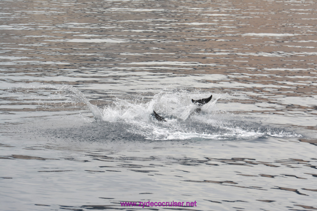 174: Carnival Inspiration, Catalina Island, Coastal Wild Dolphin Adventure, 