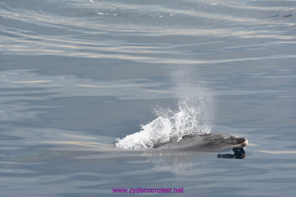 177: Carnival Inspiration, Catalina Island, Coastal Wild Dolphin Adventure, 