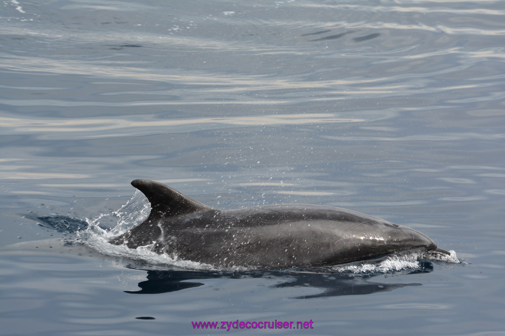 179: Carnival Inspiration, Catalina Island, Coastal Wild Dolphin Adventure, 