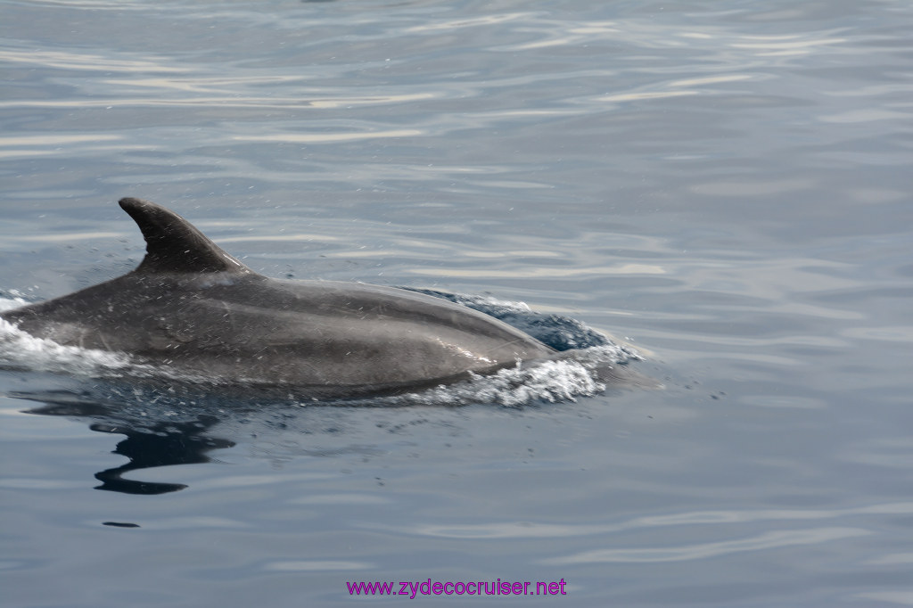 180: Carnival Inspiration, Catalina Island, Coastal Wild Dolphin Adventure, 