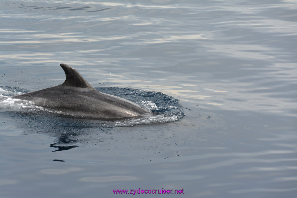 181: Carnival Inspiration, Catalina Island, Coastal Wild Dolphin Adventure, 