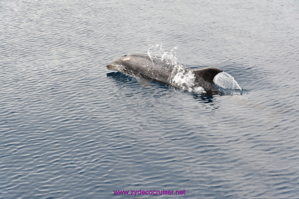 186: Carnival Inspiration, Catalina Island, Coastal Wild Dolphin Adventure, 
