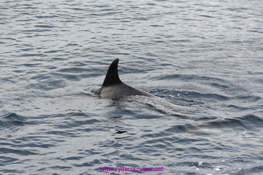 195: Carnival Inspiration, Catalina Island, Coastal Wild Dolphin Adventure, 