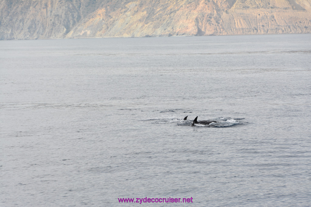 200: Carnival Inspiration, Catalina Island, Coastal Wild Dolphin Adventure, 