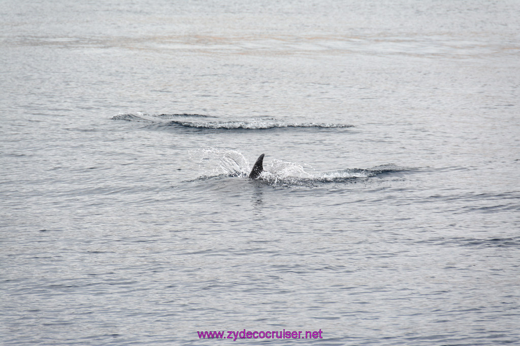 202: Carnival Inspiration, Catalina Island, Coastal Wild Dolphin Adventure, 