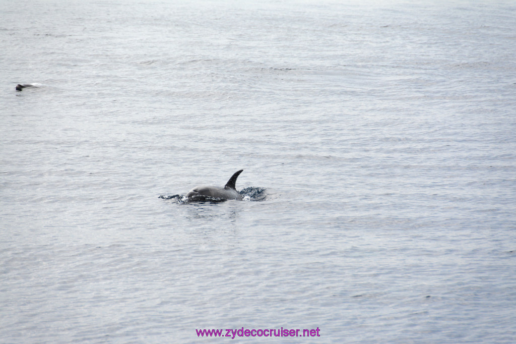 203: Carnival Inspiration, Catalina Island, Coastal Wild Dolphin Adventure, 