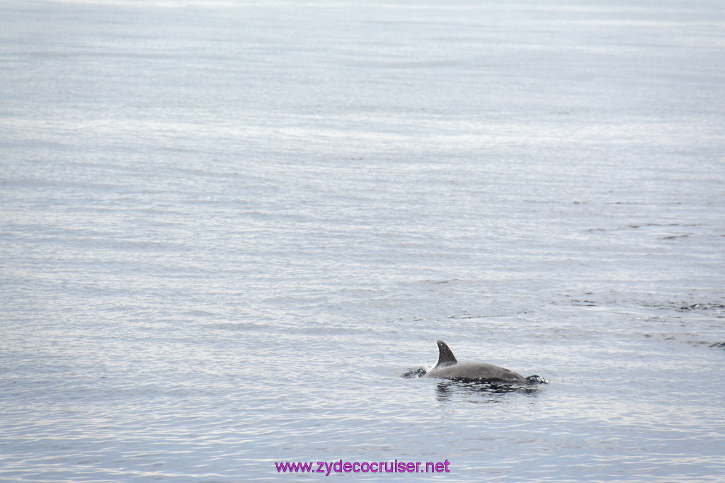 205: Carnival Inspiration, Catalina Island, Coastal Wild Dolphin Adventure, 