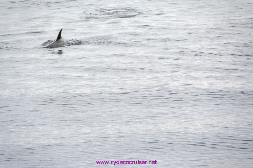 207: Carnival Inspiration, Catalina Island, Coastal Wild Dolphin Adventure, 