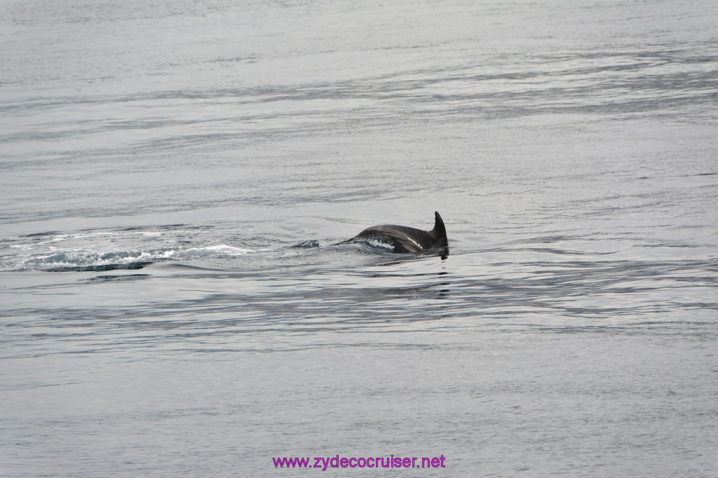 208: Carnival Inspiration, Catalina Island, Coastal Wild Dolphin Adventure, 