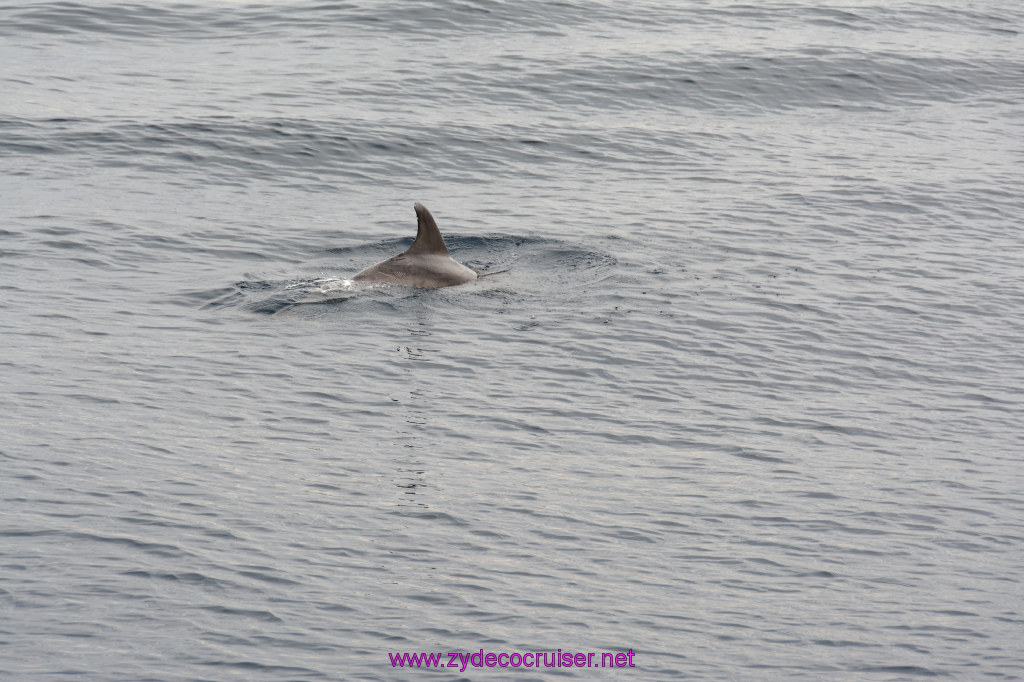 210: Carnival Inspiration, Catalina Island, Coastal Wild Dolphin Adventure, 