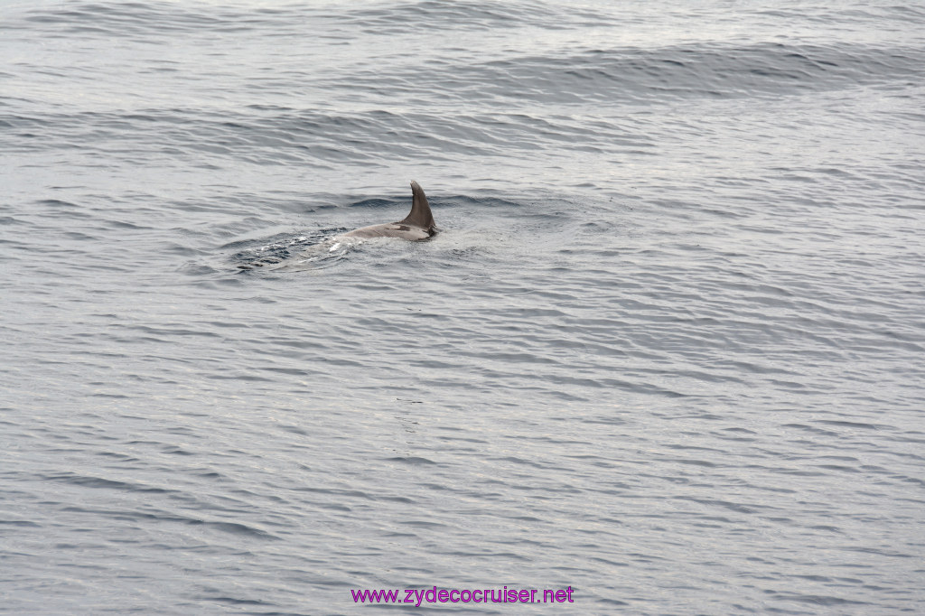 211: Carnival Inspiration, Catalina Island, Coastal Wild Dolphin Adventure, 