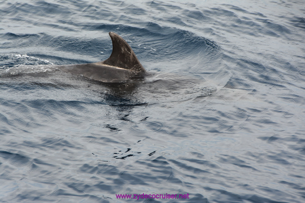 215: Carnival Inspiration, Catalina Island, Coastal Wild Dolphin Adventure, 