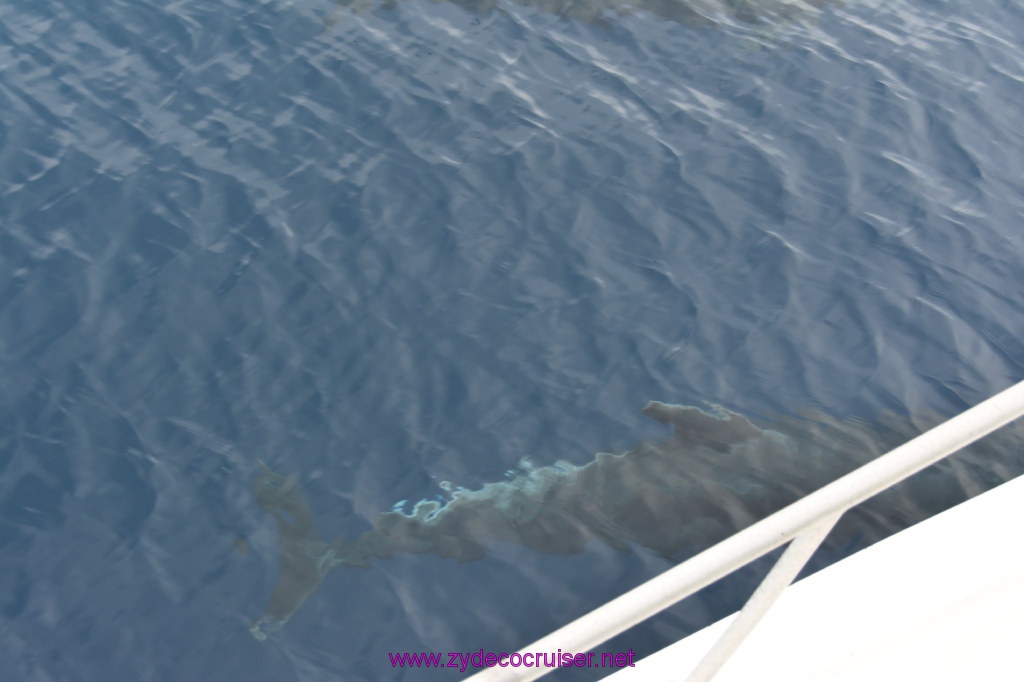 216: Carnival Inspiration, Catalina Island, Coastal Wild Dolphin Adventure, 
