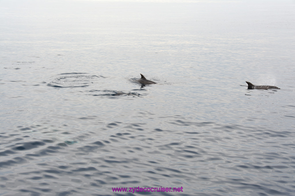 218: Carnival Inspiration, Catalina Island, Coastal Wild Dolphin Adventure, 