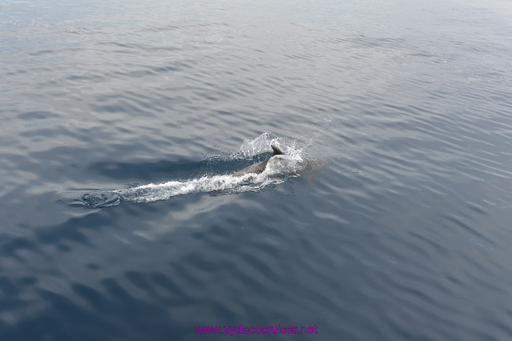 227: Carnival Inspiration, Catalina Island, Coastal Wild Dolphin Adventure, 