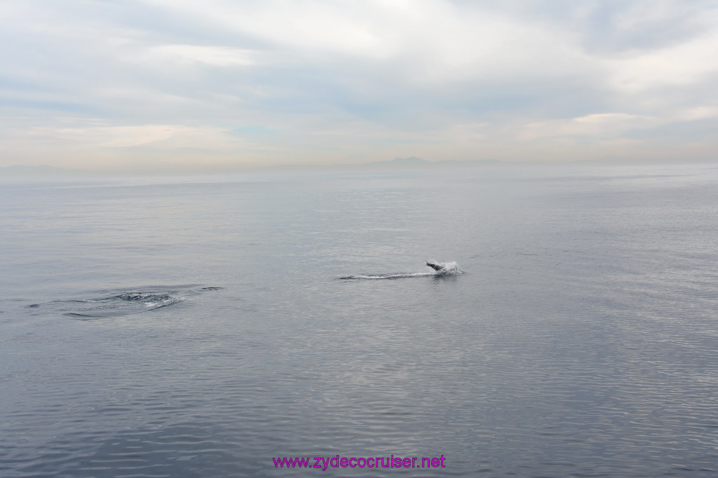 233: Carnival Inspiration, Catalina Island, Coastal Wild Dolphin Adventure, 