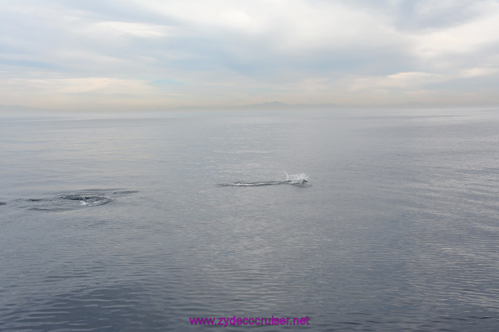 234: Carnival Inspiration, Catalina Island, Coastal Wild Dolphin Adventure, 