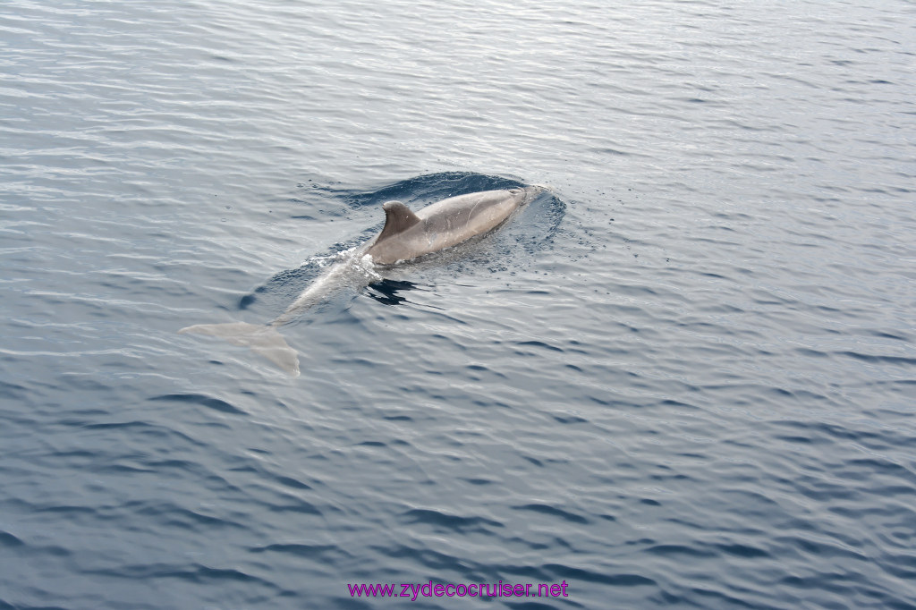 238: Carnival Inspiration, Catalina Island, Coastal Wild Dolphin Adventure, 