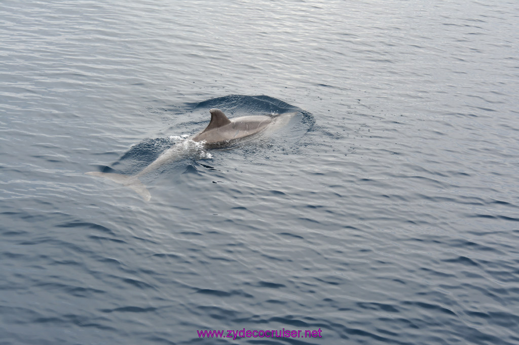239: Carnival Inspiration, Catalina Island, Coastal Wild Dolphin Adventure, 
