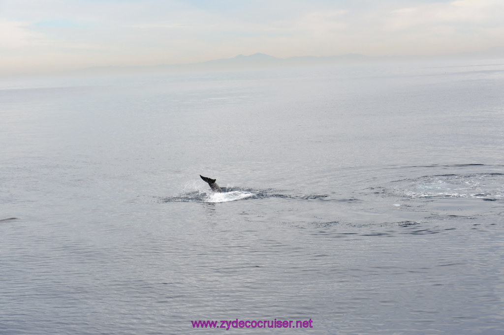242: Carnival Inspiration, Catalina Island, Coastal Wild Dolphin Adventure, 
