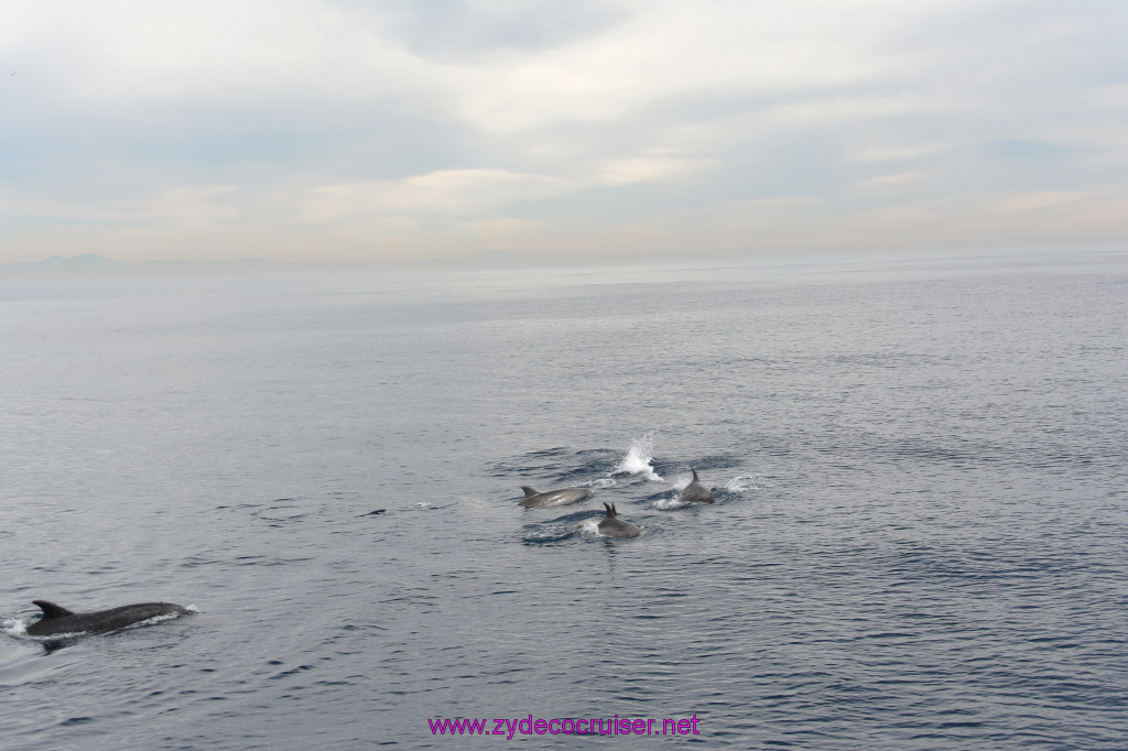 246: Carnival Inspiration, Catalina Island, Coastal Wild Dolphin Adventure, 