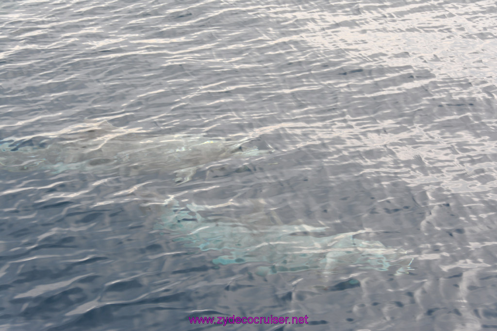 248: Carnival Inspiration, Catalina Island, Coastal Wild Dolphin Adventure, 