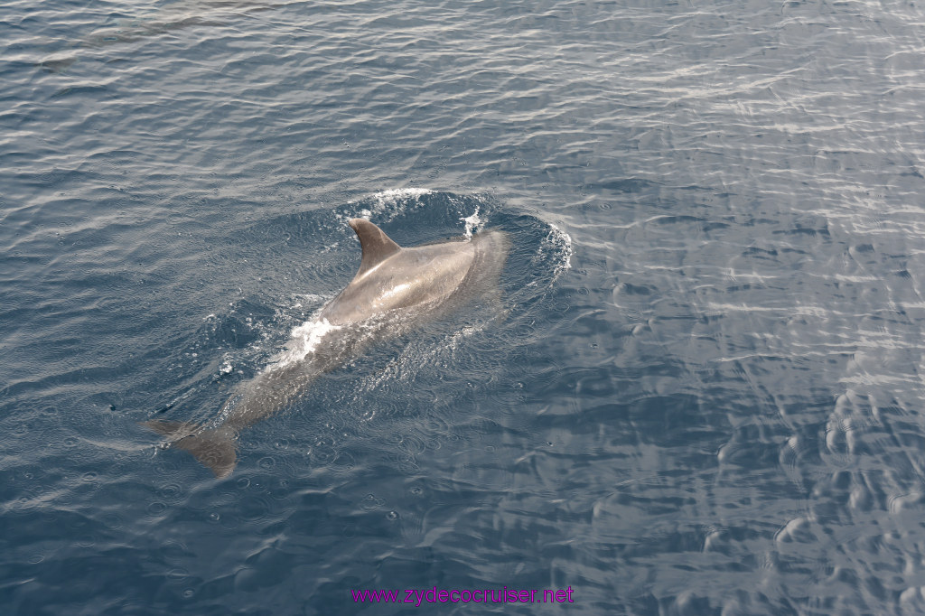 252: Carnival Inspiration, Catalina Island, Coastal Wild Dolphin Adventure, 