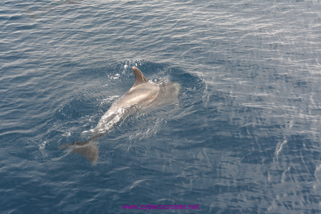 253: Carnival Inspiration, Catalina Island, Coastal Wild Dolphin Adventure, 