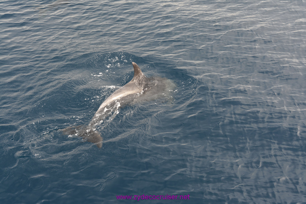 254: Carnival Inspiration, Catalina Island, Coastal Wild Dolphin Adventure, 
